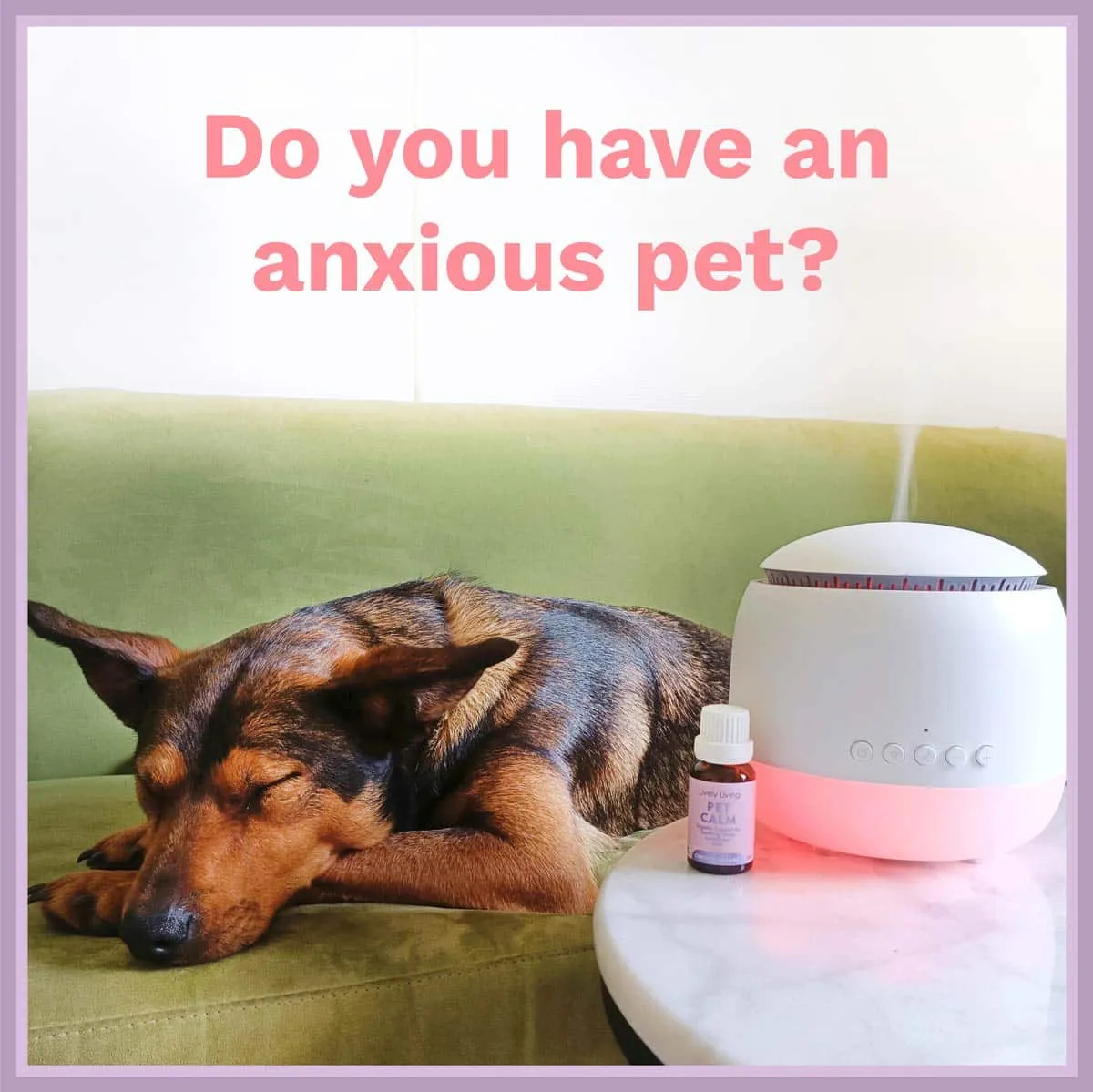 Anxious Pet Bundle